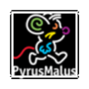 Pyrus Malus