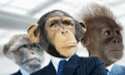 Secret Monkey