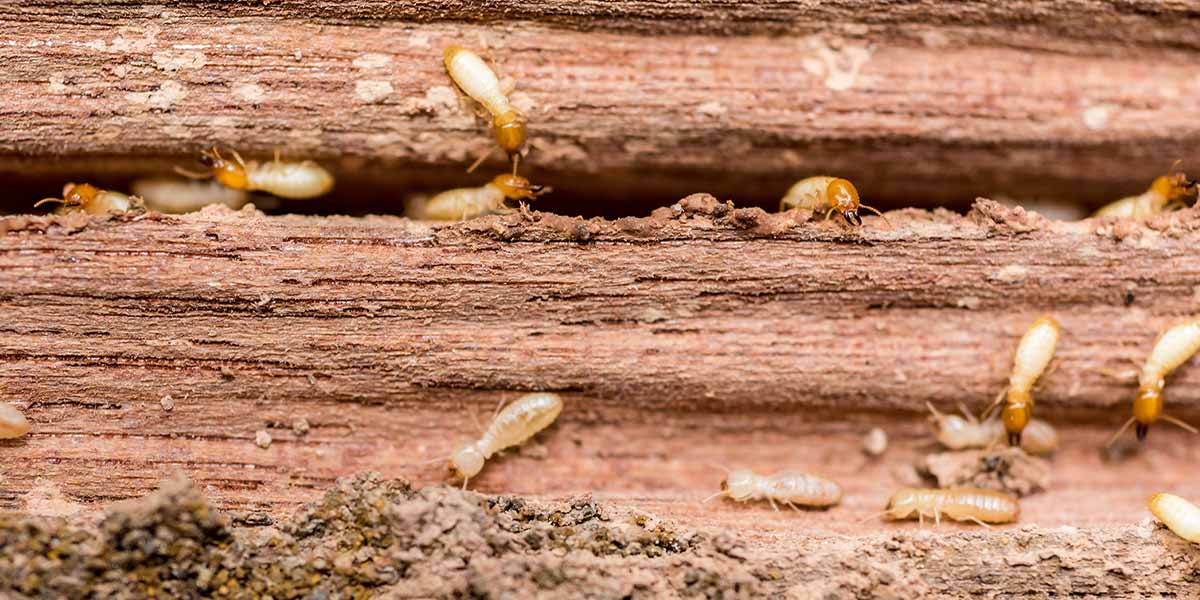 Termite Inspection Moreton Bay