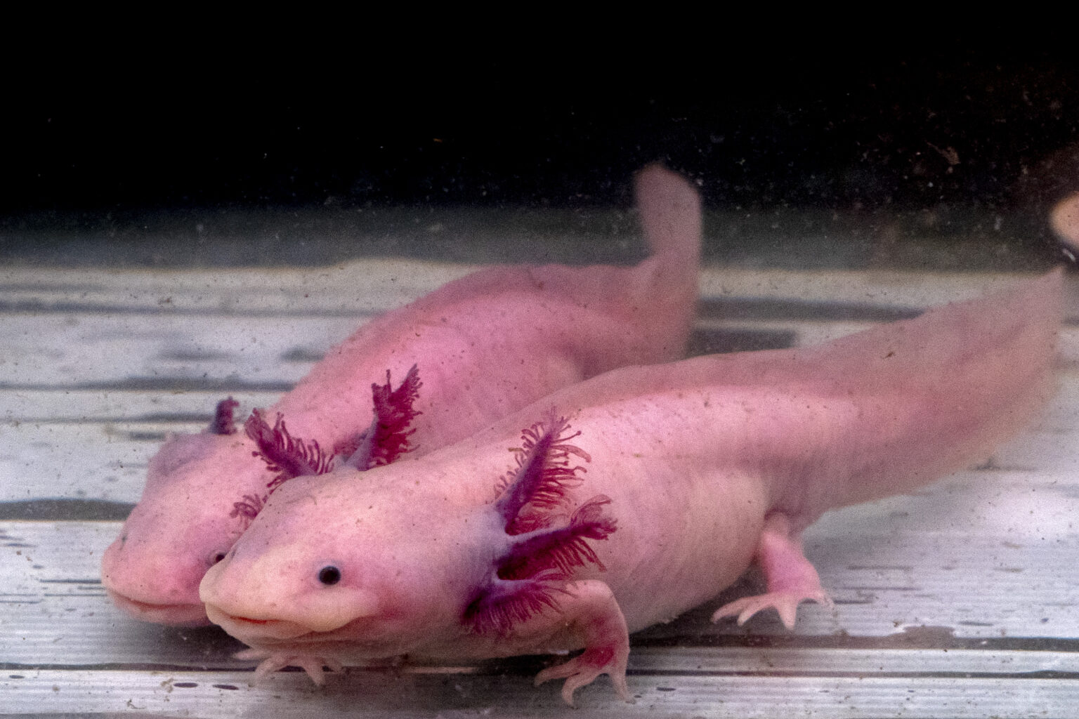 Axolotl
