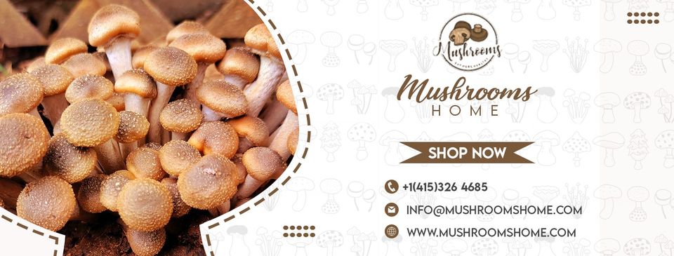 Mushrooms Home