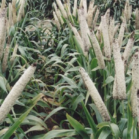 Jowar Seed