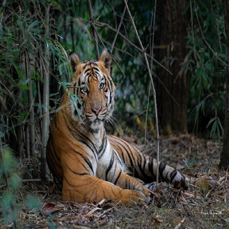 The Wildlife Tour — Luxury Tiger Safaris &amp; Wildlife Expeditions in India