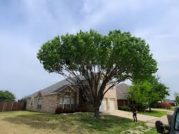 Longhorn Tree Service